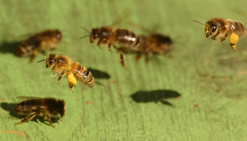 A swarm of honeybees in flight over a green surface.